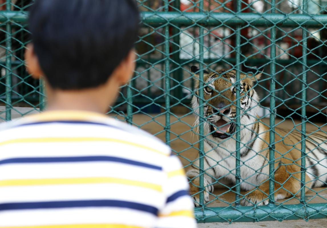 Danski ZOO naproša javnost, da donira svoje hišne ljubljenčke za hrano plenilcem