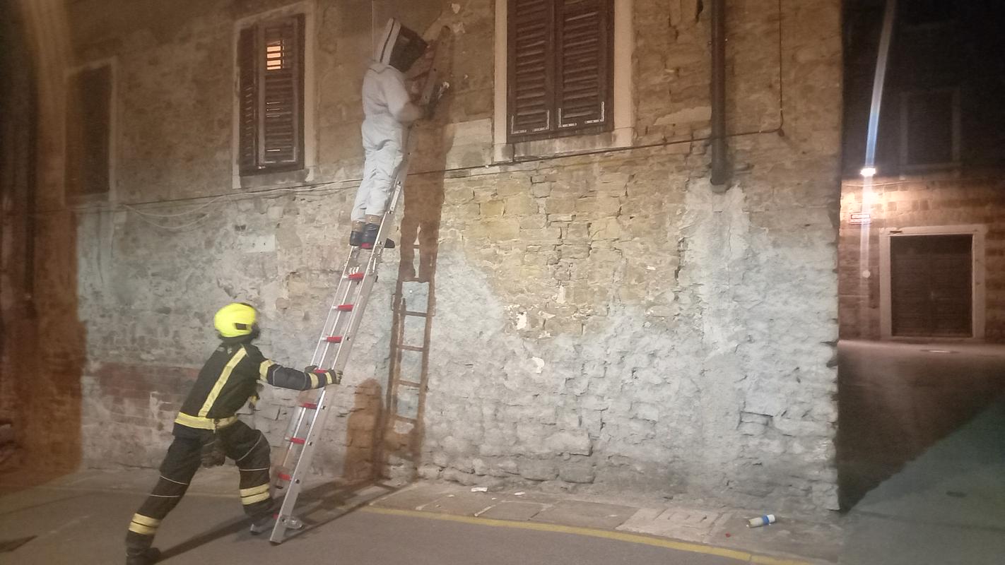 Koprski gasilci nad prva gnezda orientalskega sršena