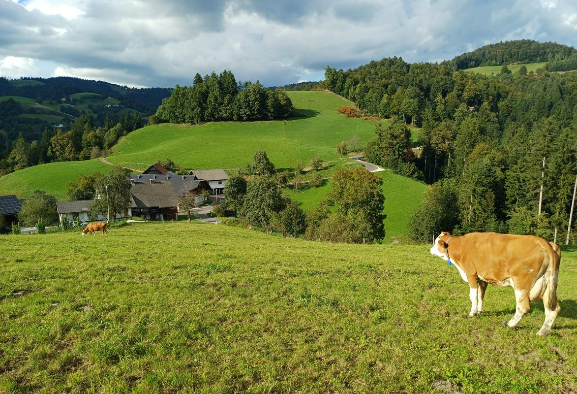 "Za nohte ni problem dati 50 evrov, pri nakupu hrane se pa gleda, kje se za pol evra ceneje dobi"