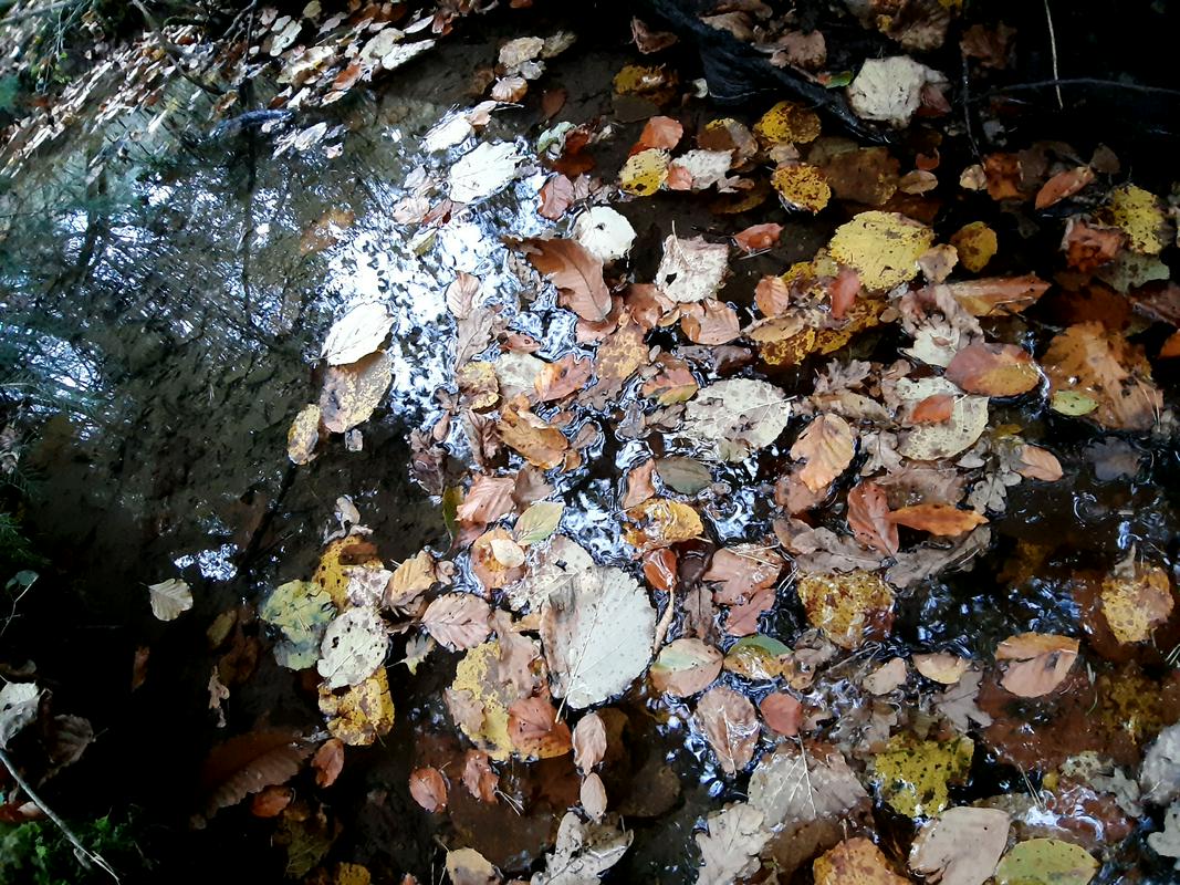 V noči na ponedeljek možni močni sunki vetra, razlijejo se lahko manjši hudourniki