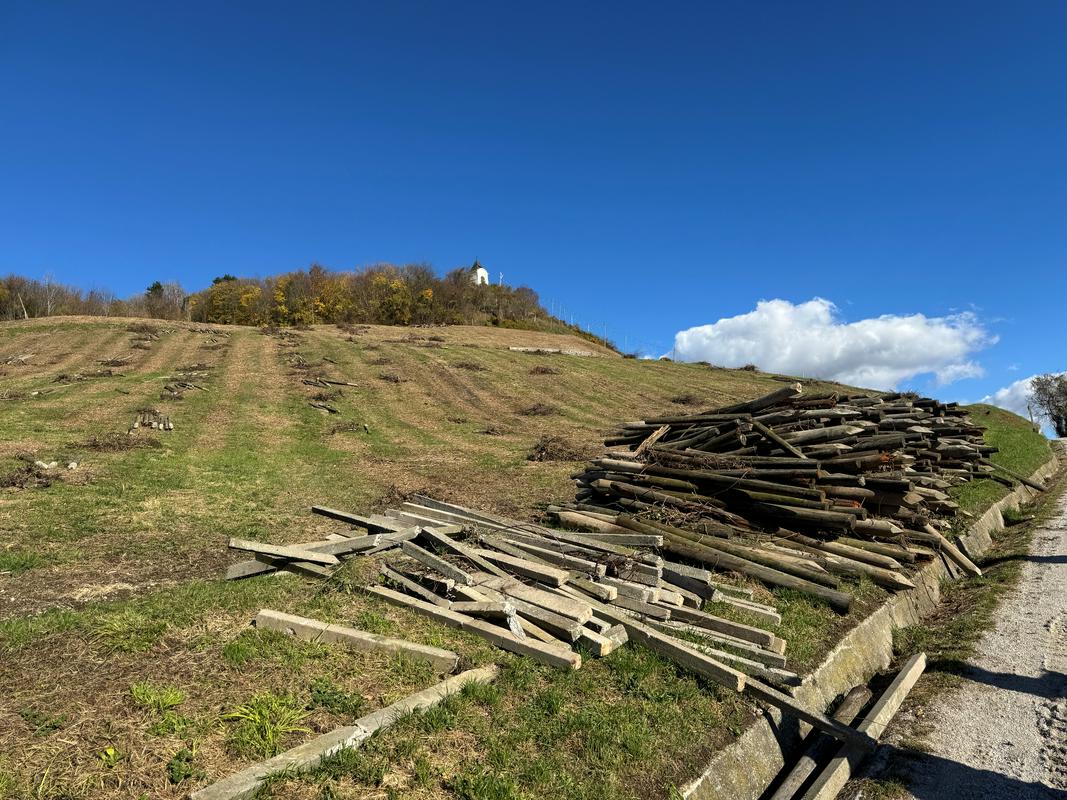 Piramido že dodobra očistili, prihodnje leto saditev novega vinograda