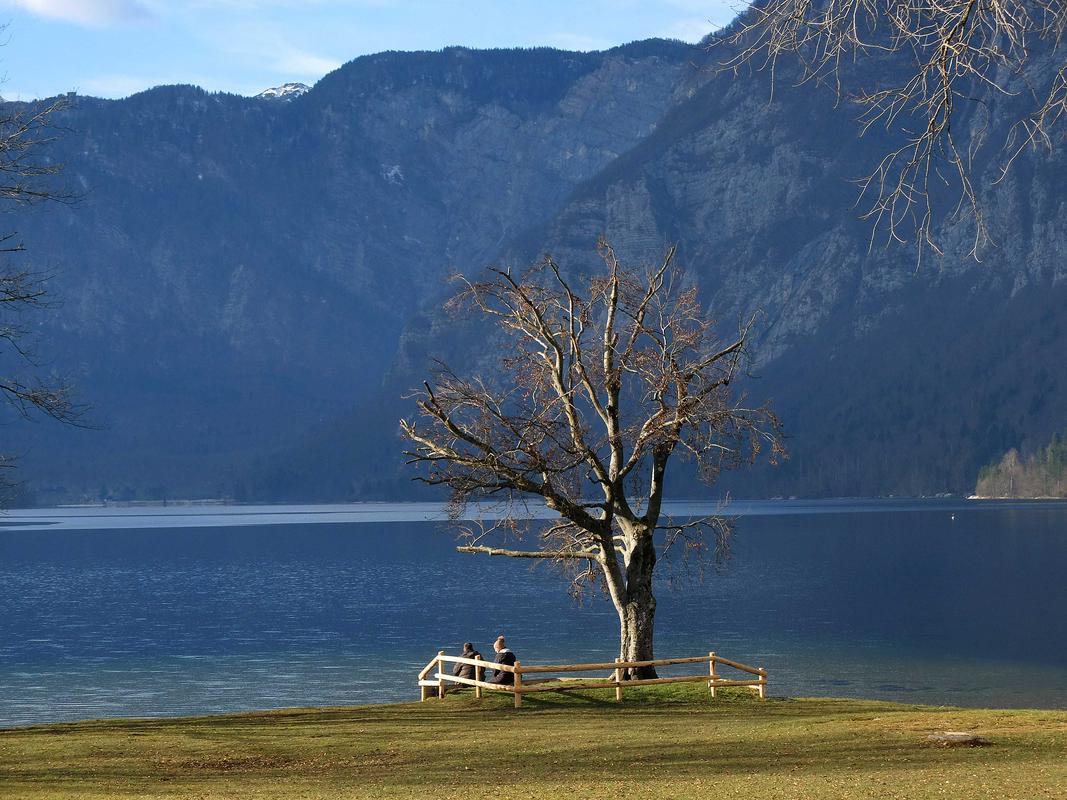 Pes, ki je poginil po kopanju v Bohinjskem jezeru, se ni zastrupil, zaužil je preveč kamenčkov