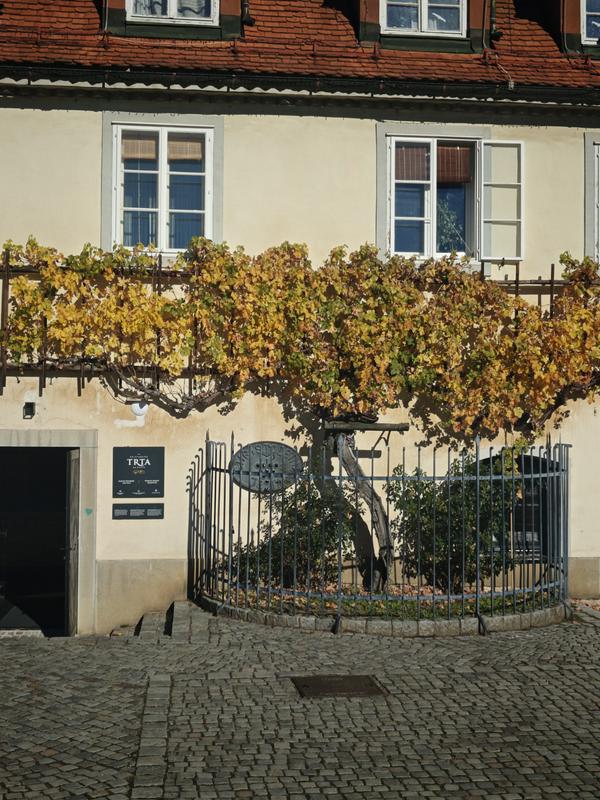 Od špricerja do najstarejše trte: "Če v Sloveniji jemljemo vino resno, ga v Mariboru ultra resno"