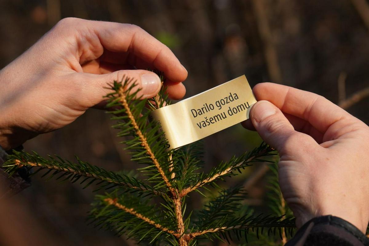 Slovenska božična drevesca letos označuje zlata nalepka