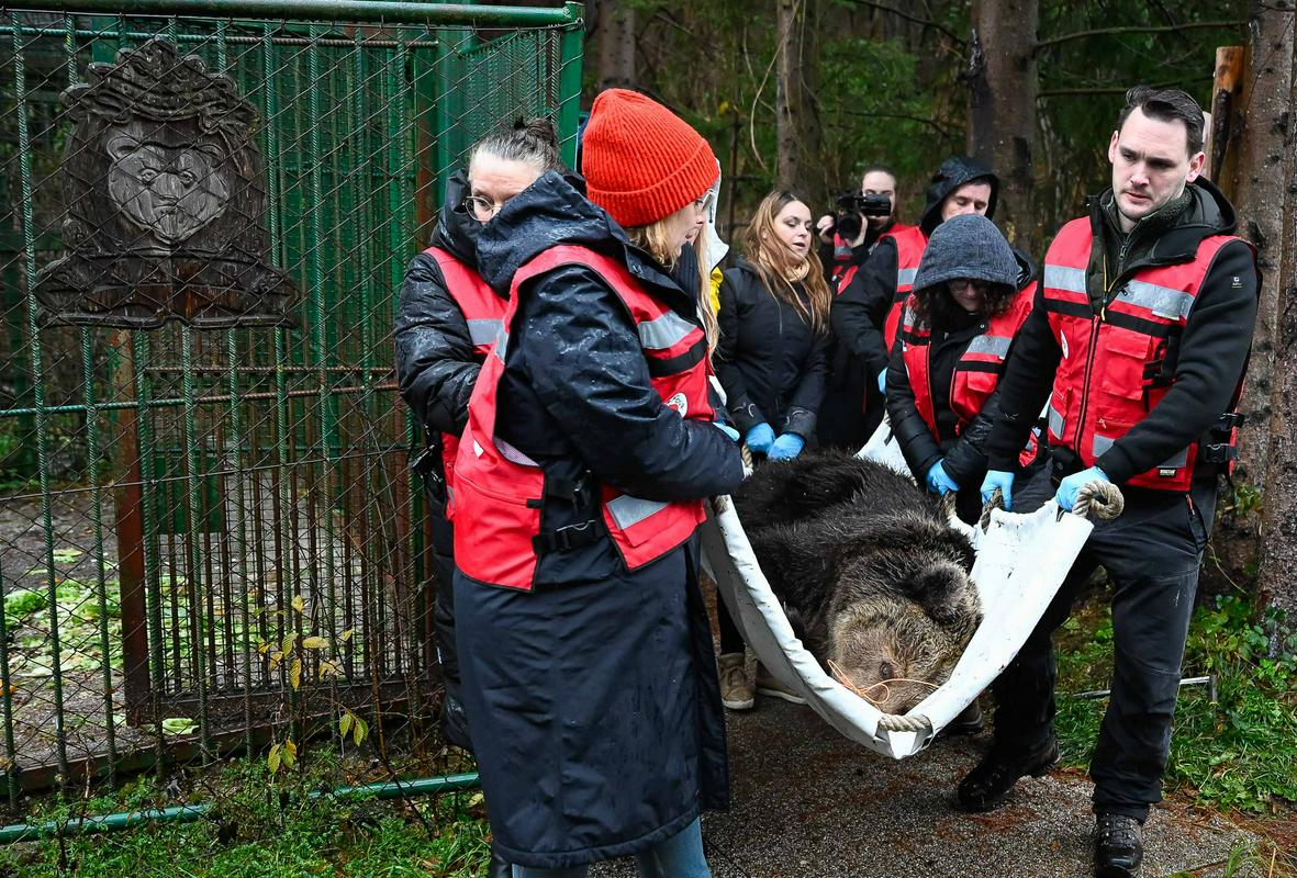 Medvedko Mici iz ograde v Završnici preselili v avstrijsko zavetišče
