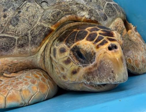 Morska želva Molly se je po odstranitvi skoraj pet kilogramskega tumorja vrnila v morje