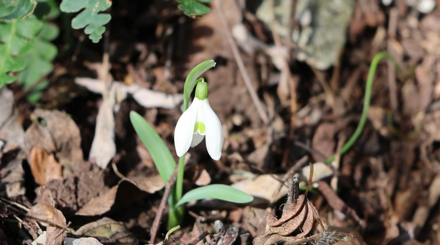 Prvič po 20 letih v slovenski Istri že novembra zacveteli prvi zvončki