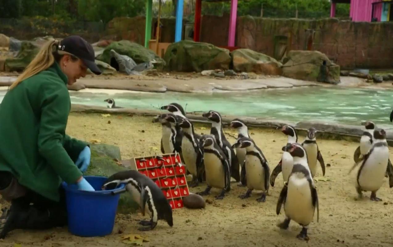 Pingvine v Londonu obdarili z ribjim adventnim koledarjem