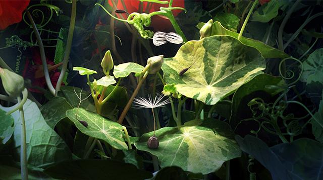 Na Animateki prikazali postapokaliptično Potovanje regratove lučke Momoko Seto