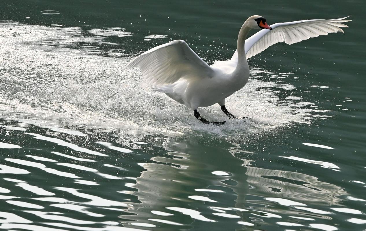 Nov primer ptičje gripe: v Lenartu so jo potrdili pri mrtvem labodu