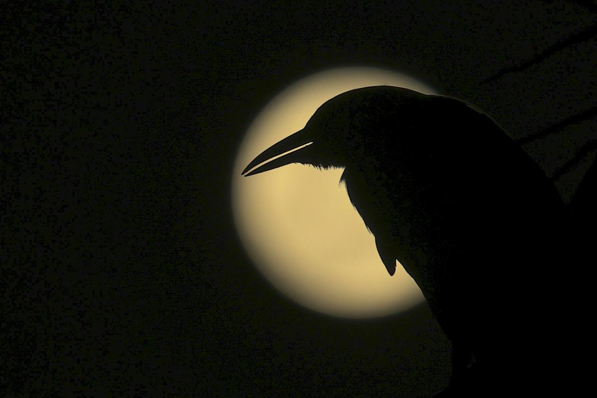 Osupljiva decembrska superluna razsvetlila nočno nebo po svetu