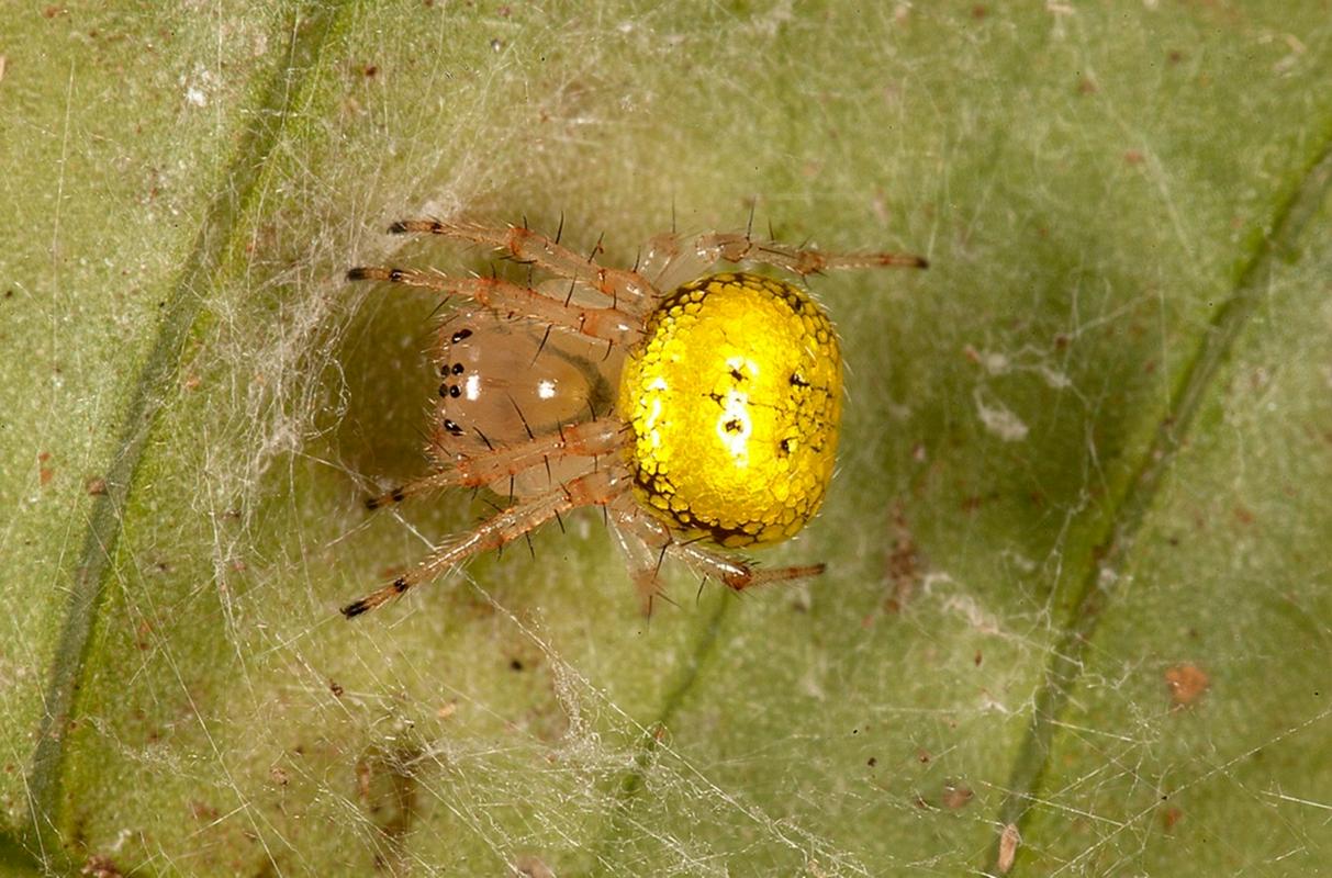 Slovenski raziskovalci na Madagaskarju odkrili nov rod in vrsto pajkov