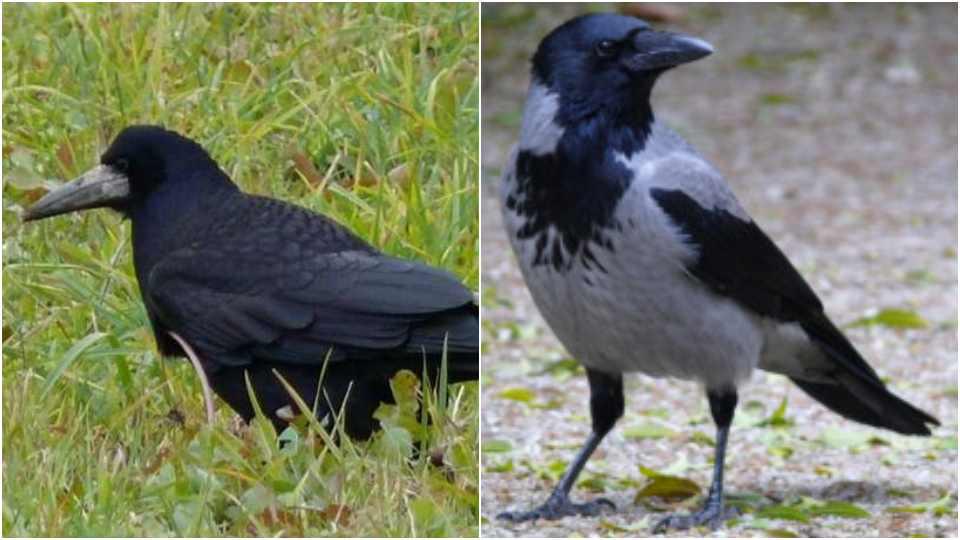 Aggasztó helyzet a madárvilágban: varjak támadása a költési időszakban