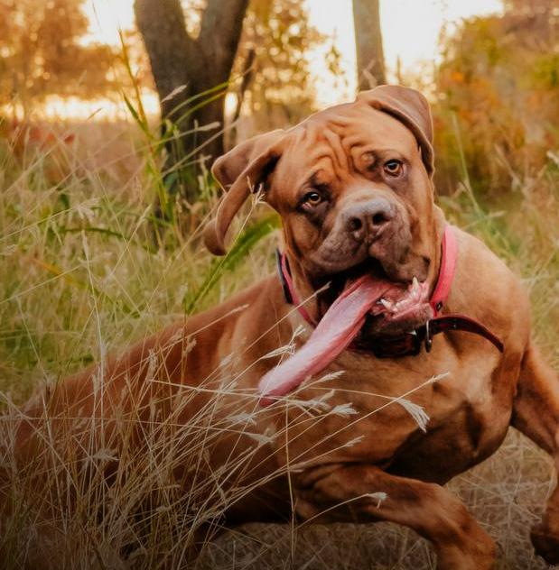 Najdaljši jezik med psi ima po novem Ozzy – dolg je skoraj 20 centimetrov