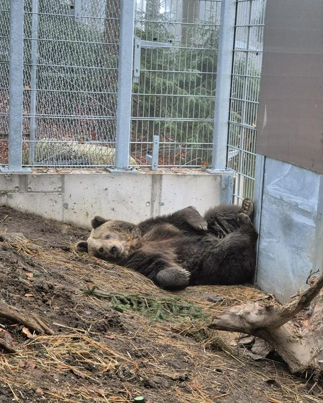 Medvedka Mici se počasi privaja na nov dom v Avstriji