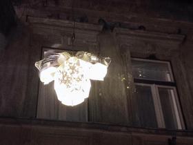 Močvirski tulipan na Trubarjevi ulici. Foto: Tanja Mojzer