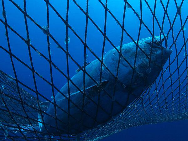 Tuni v slovenskem morju so, loviti se jih ne sme