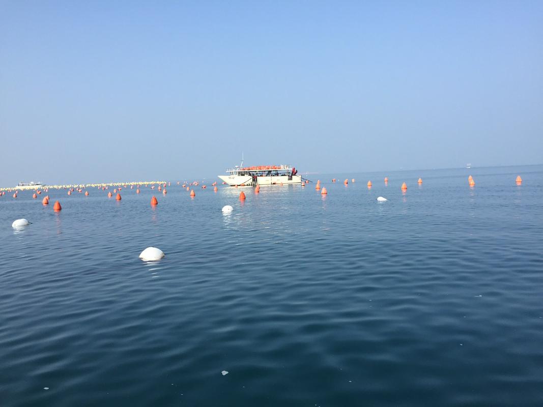 Izolski školjkar razvil edinstveno metodo gojenja ostrig v našem morju