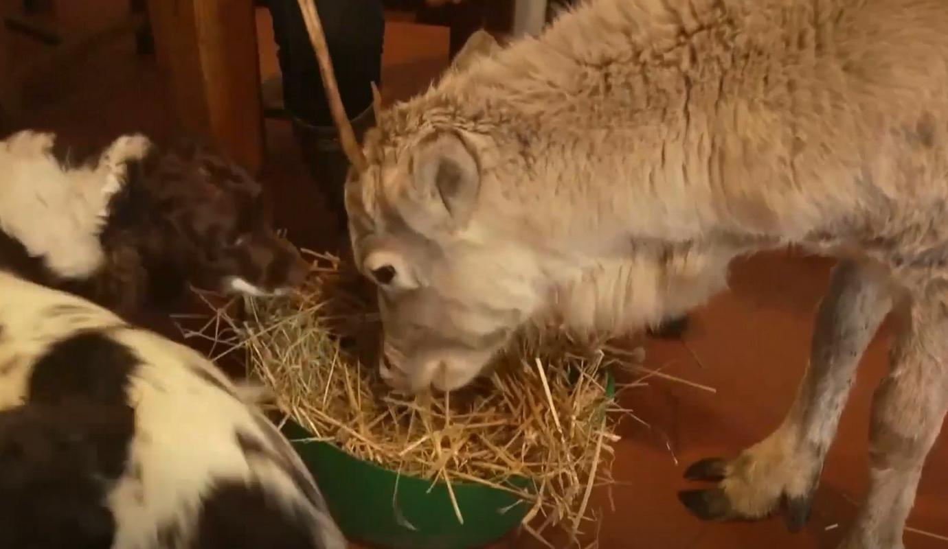 Severni jelen Lars, ki obvlada osnovne pasje ukaze, se je vrnil k svoji čredi