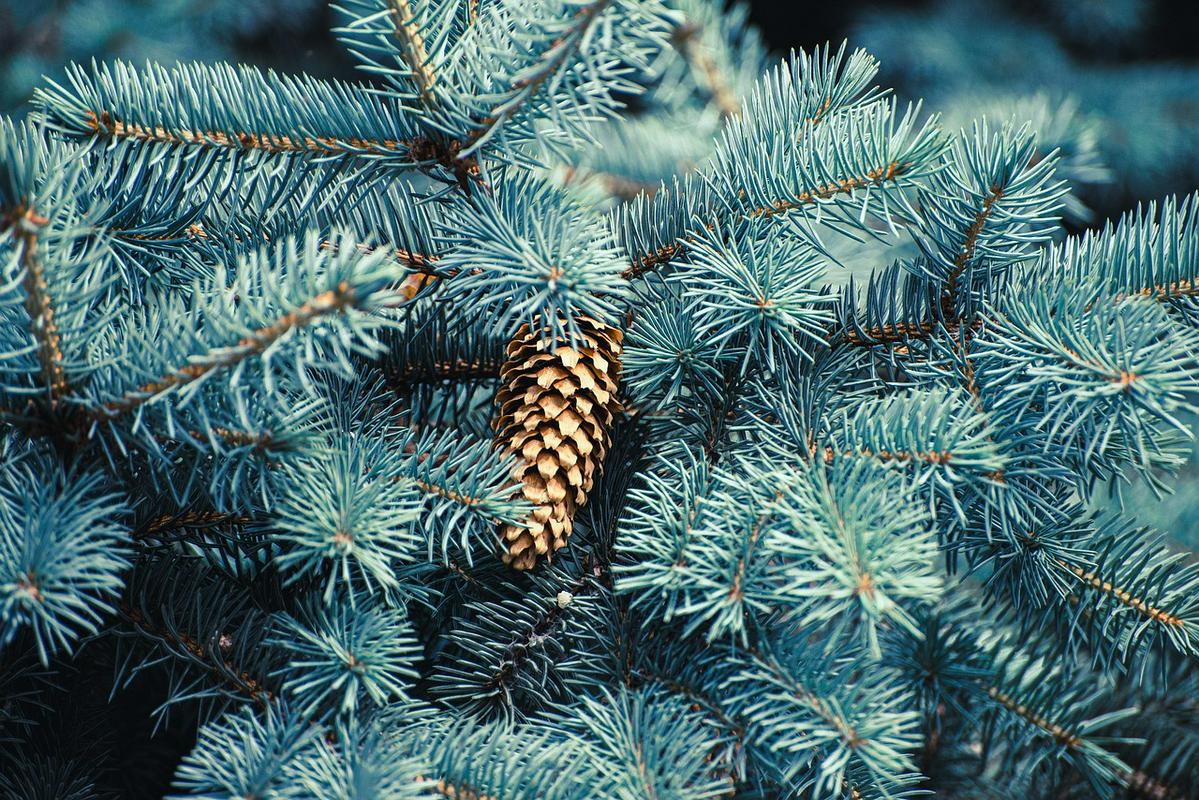 Razlika med smreko in jelko