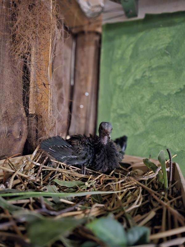 V Tropski hiši v Celju se je izlegel prvi mladič nikobarskega goloba 