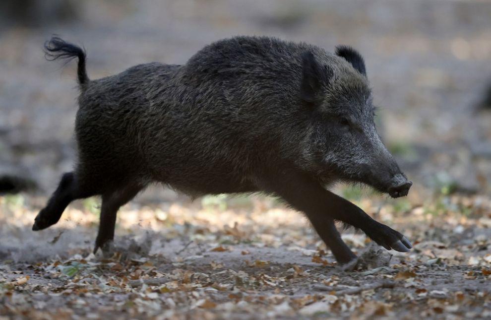 Četrtna skupnost Dravlje objavila posnetek tropa divjih prašičev, ki prečkajo cesto