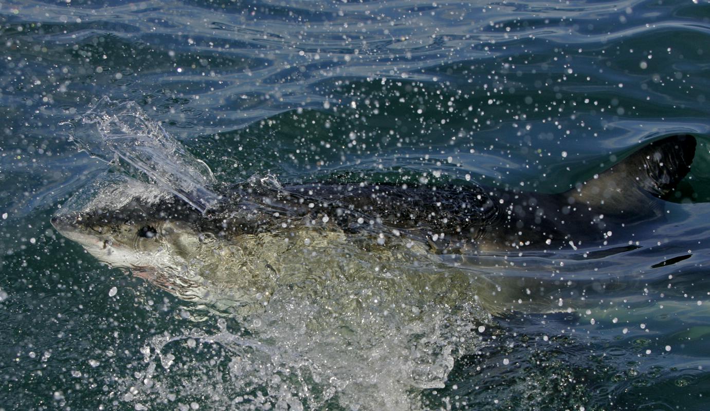Veliki beli morski pes v Sredozemlju na robu izumrtja