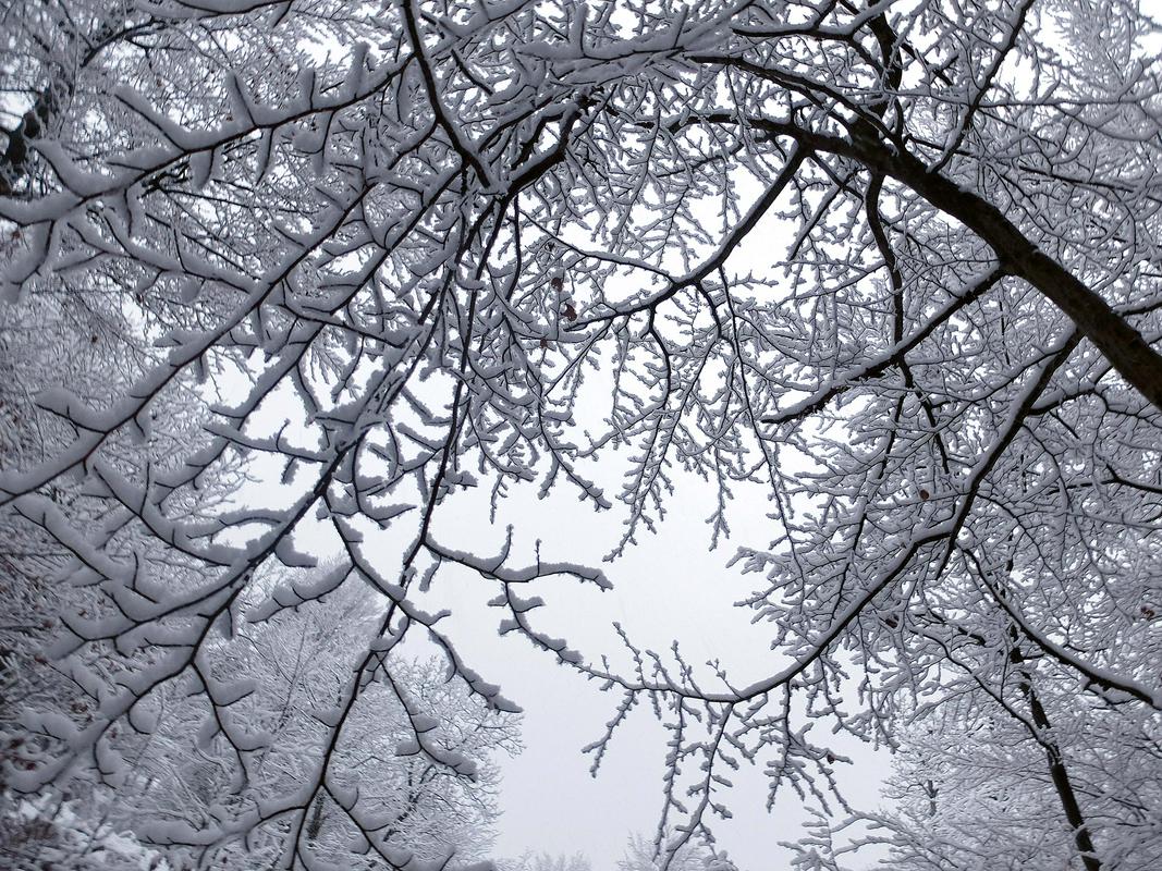 V torek bi lahko dočakali sneg tudi v nižinah, temperature bodo cel teden krepko pod lediščem