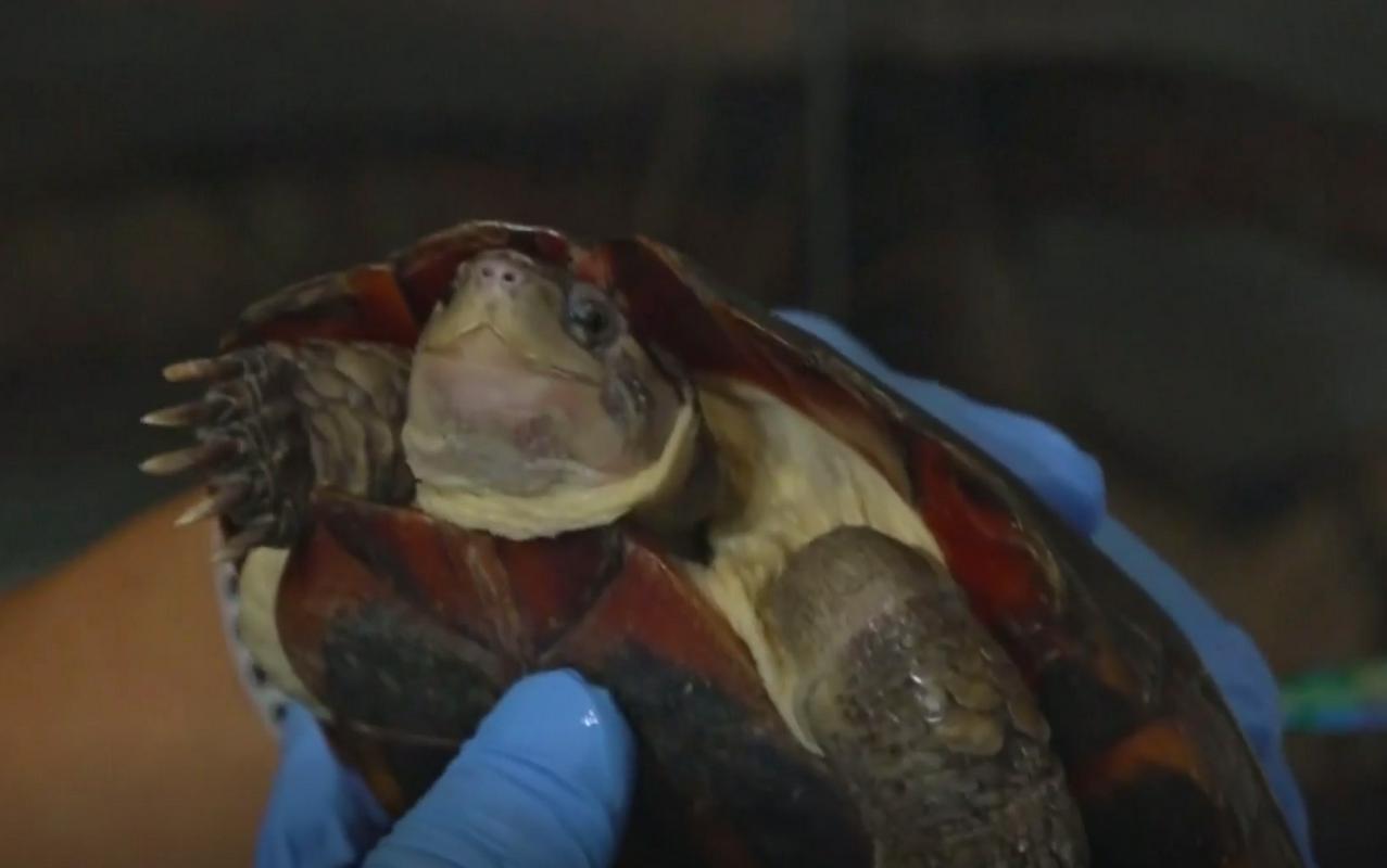 Plazilci po požaru v Hongkongu lepo okrevajo