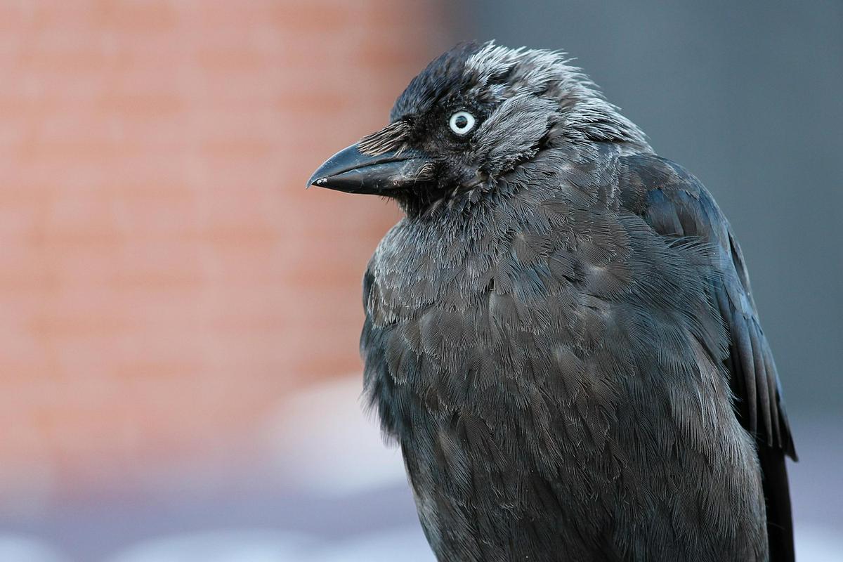 Kavka, zelo si podobna vrani!