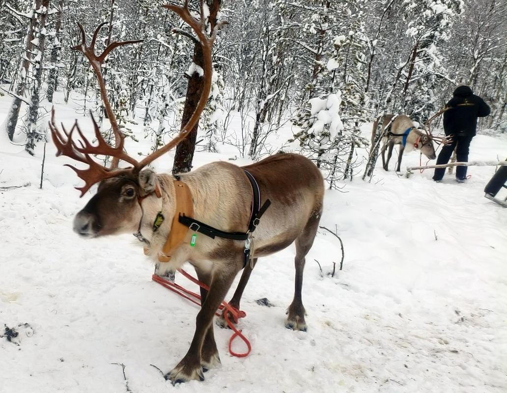 Severni jeleni na Laponskem niso le praznični simbol, ampak način življenja