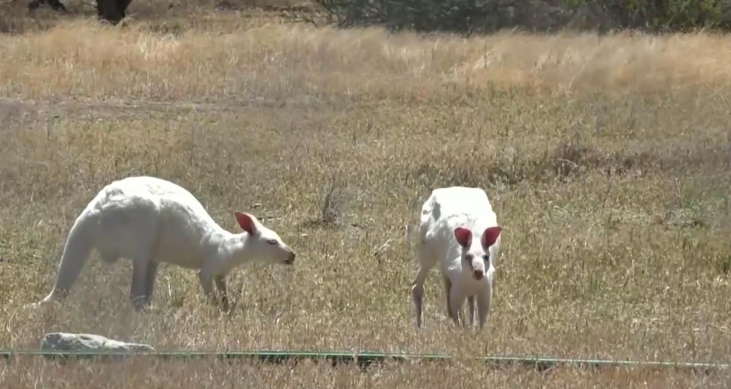V avstralskem živalskem vrtu so beli kenguruji prava senzacija