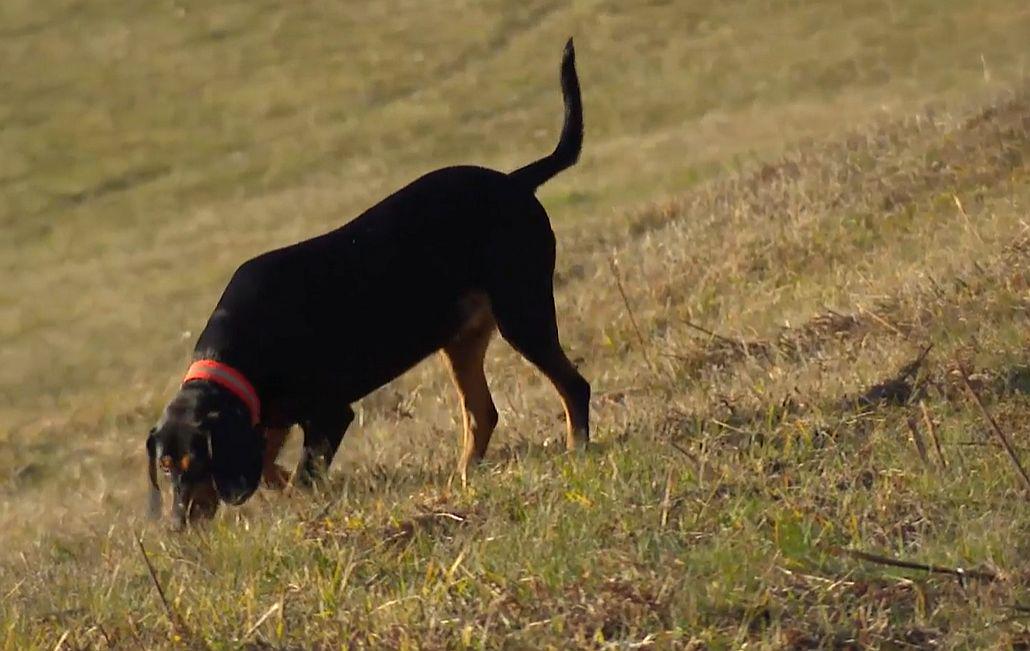Bomo kmalu imeli še dve slovenski avtohtoni pasmi psov?