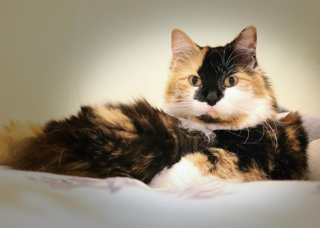 Mačje pasme: Manska mačka