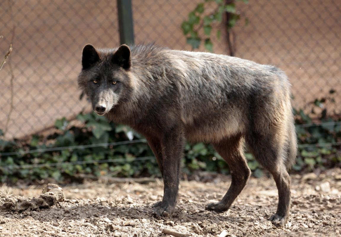 Ljubljanski živalski vrt čaka desetletje dolga prenova