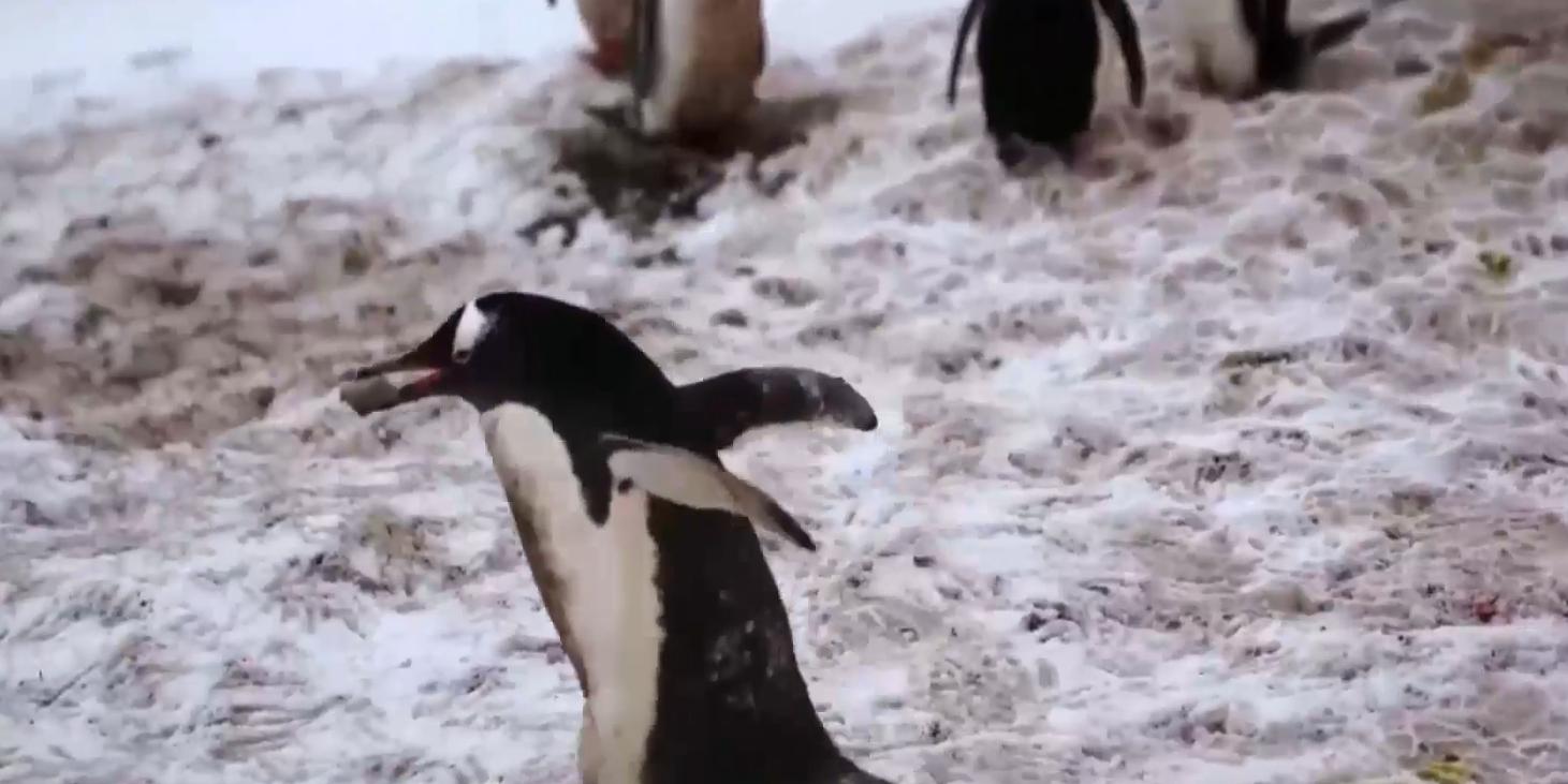 Zaradi segrevanja zemlje se mladiči pingvinov izvalijo prehitro