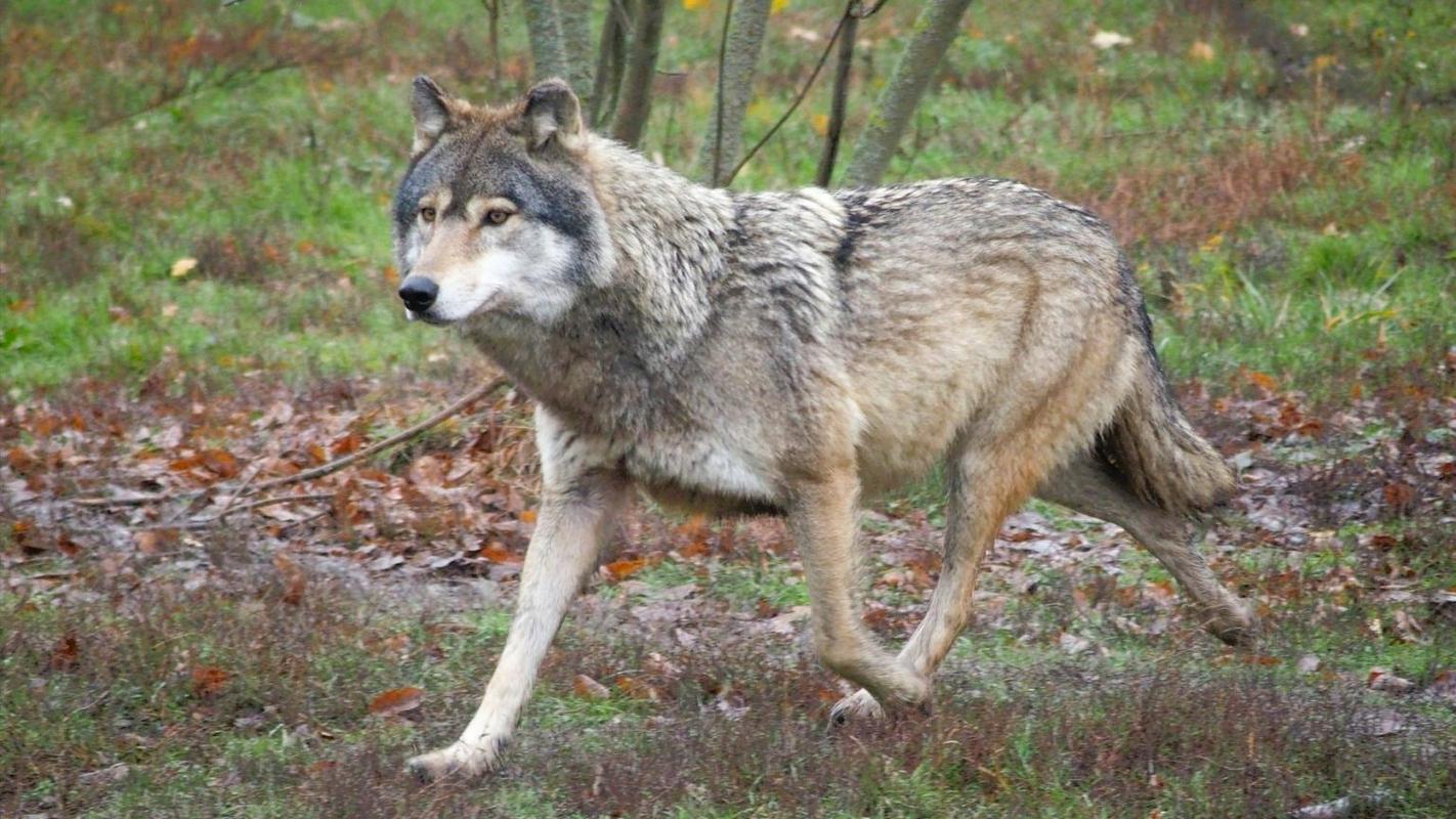 Adam Weymouth: Simbolike v odnosu do volkov in beguncev ni mogoče spregledati