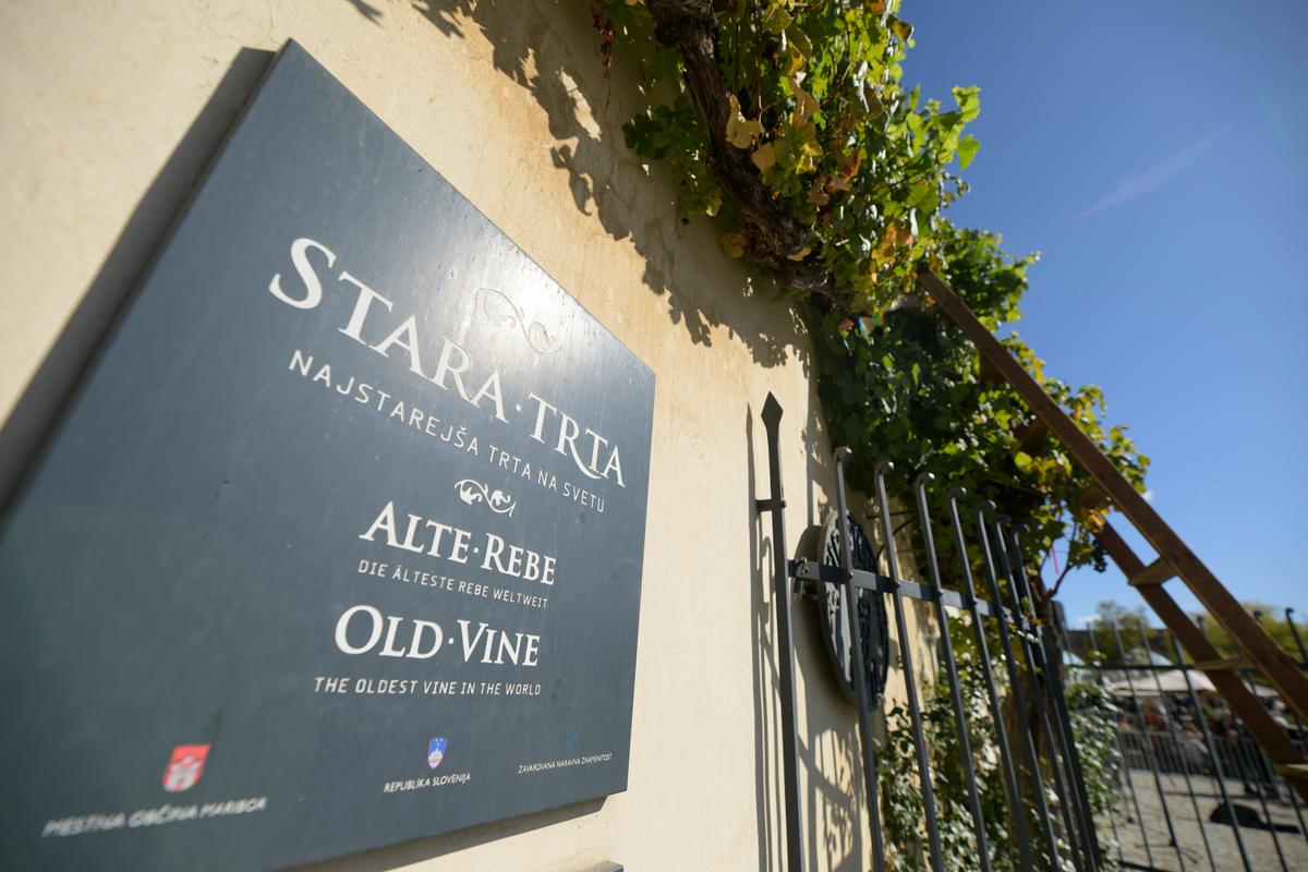 Maribor nosilec naziva najboljša evropska vinska prestolnica leta 2026