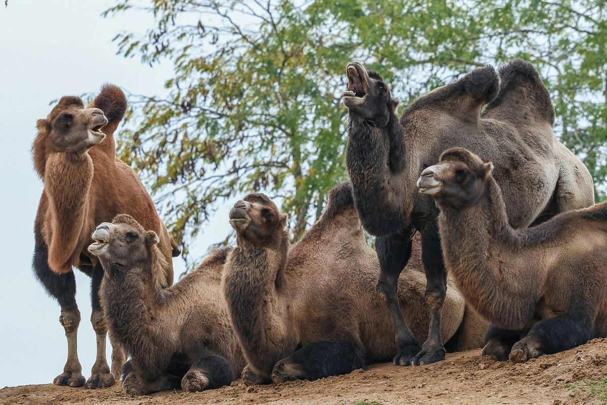 Savdske kamele bodo dobile "potne liste"