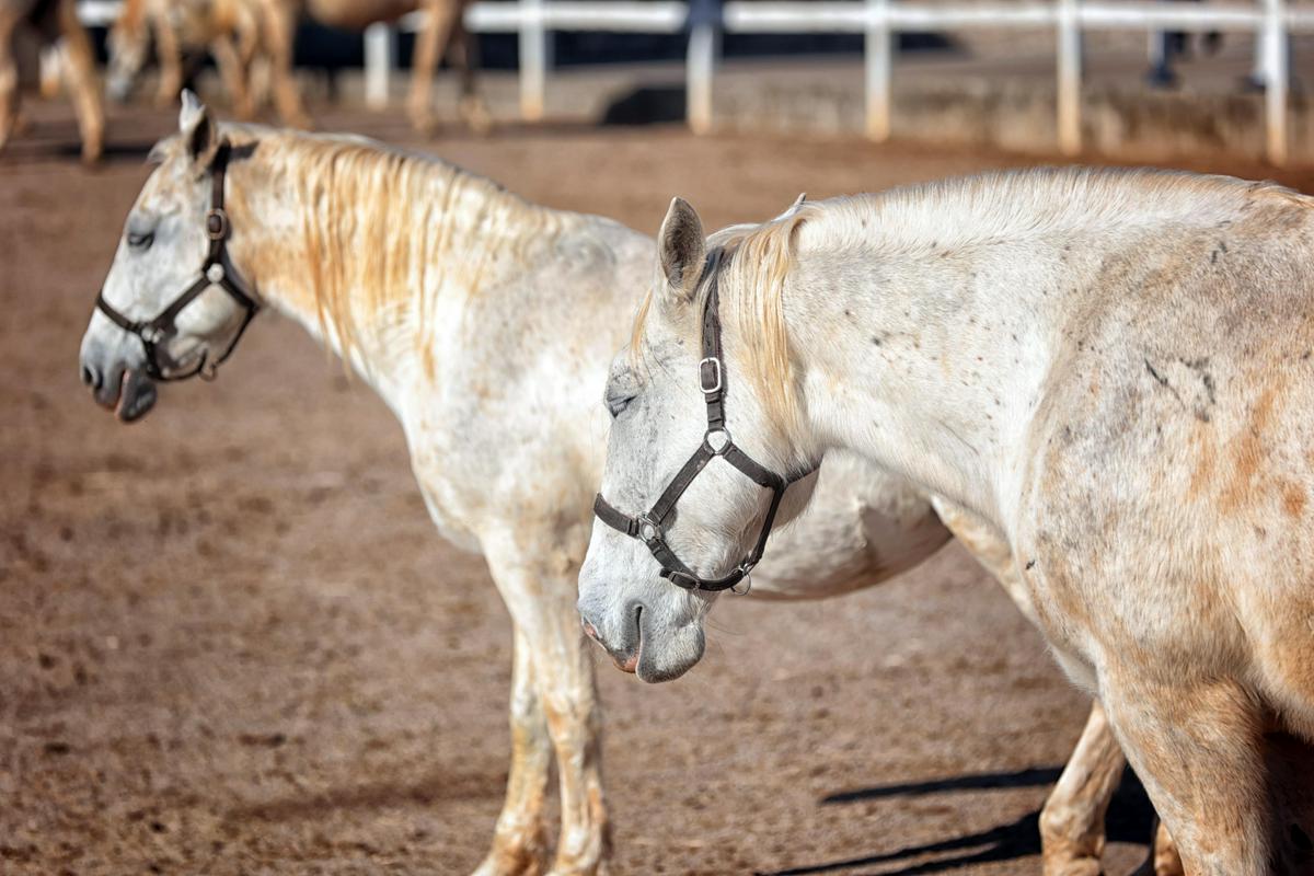 Ponoči je iz Kobilarne Lipica neznanec izpustil konje. Ti so že nazaj na varnem.