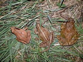  Fotó: Goričkói Natúrpark