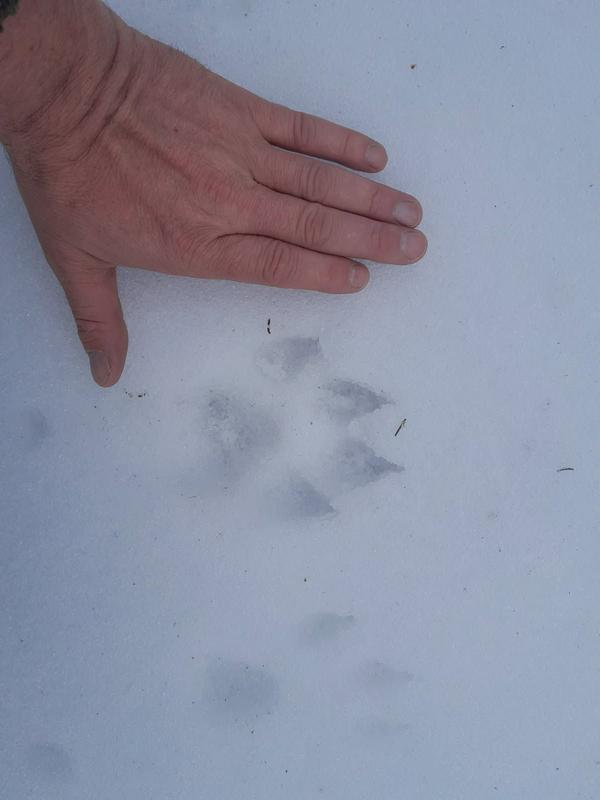 Na Pohorje so se po več desetletjih vrnili volkovi. Strokovnjaki: Strah pred njimi je neupravičen.