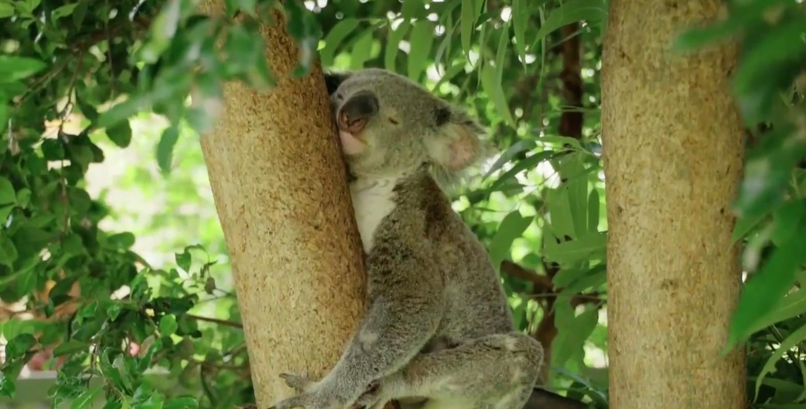 Poškodovana koala Cvetka bo kmalu lahko veselo plezala po drevesih