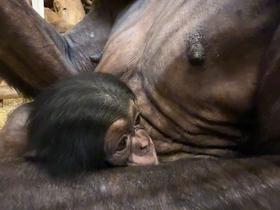  Foto: Arhiv ZOO Ljubljana