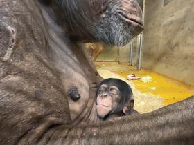  Foto: Arhiv ZOO Ljubljana