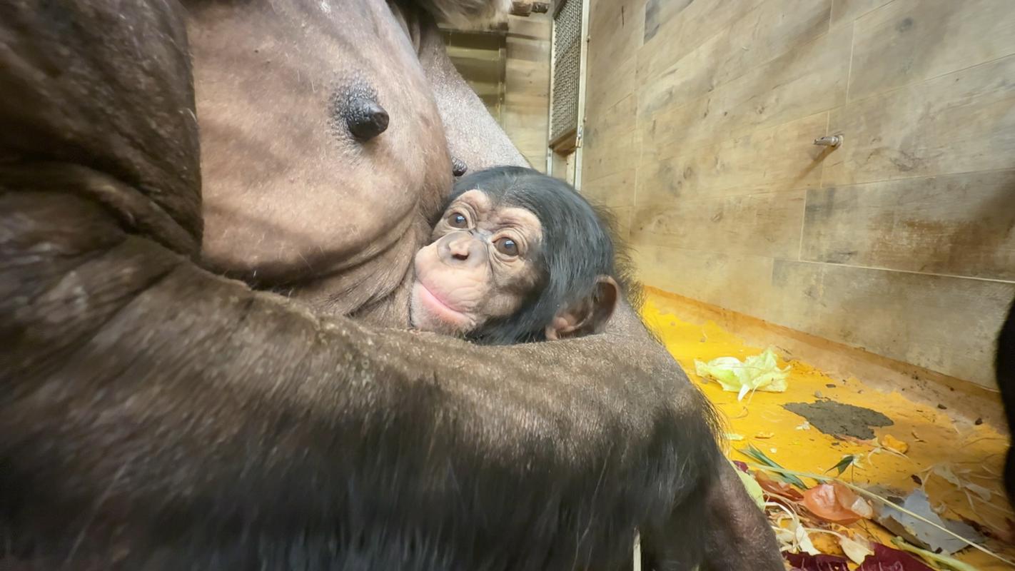 Šimpanzja družina Živalskega vrta Ljubljana se je povečala