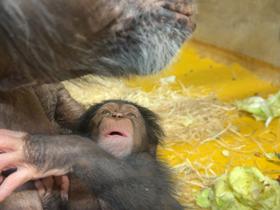  Foto: Arhiv ZOO Ljubljana