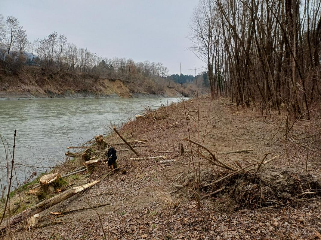 Ob reki Savinji na območju Nature 2000 v Krajinskem parku Vrbje so sekali brez ustreznih soglasij