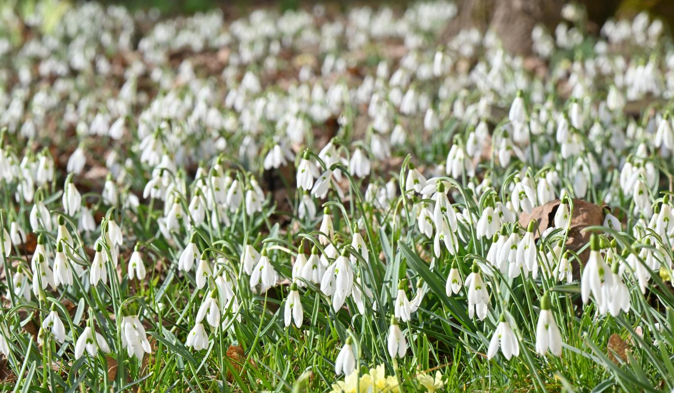 V botaničnem vrtu z 11. festivalom zvončkov pozdravljajo pomlad