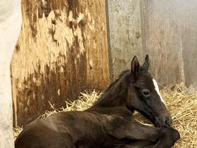  Foto: Kobilarna Lipica